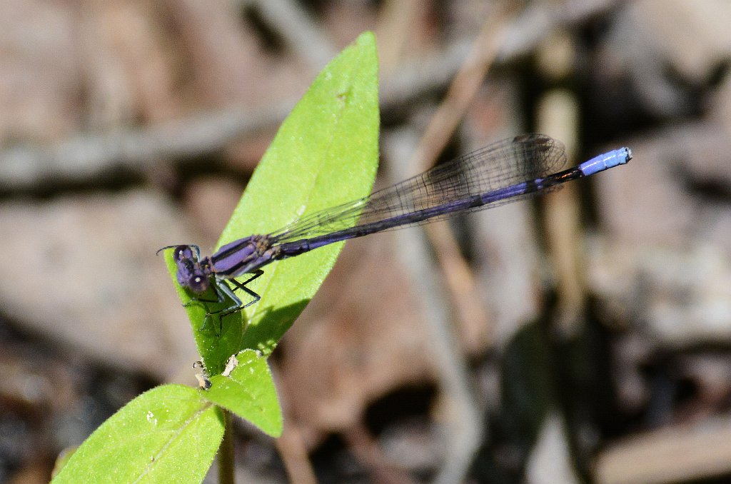 112 2013-06092735 Shrewsbury, MA.JPG - Variable Dancer Damselfly (Argia fumipennis). Dean Park, Shrewsbury, MA, 6-9-2013